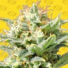 AUTO SUPER SKUNK · Original Sensible Seeds · cannabis seeds · AutoFem