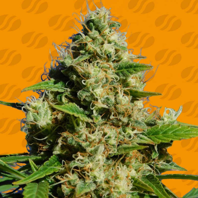 BANANA SHERBET · Original Sensible Seeds · semi di canapa · Fem