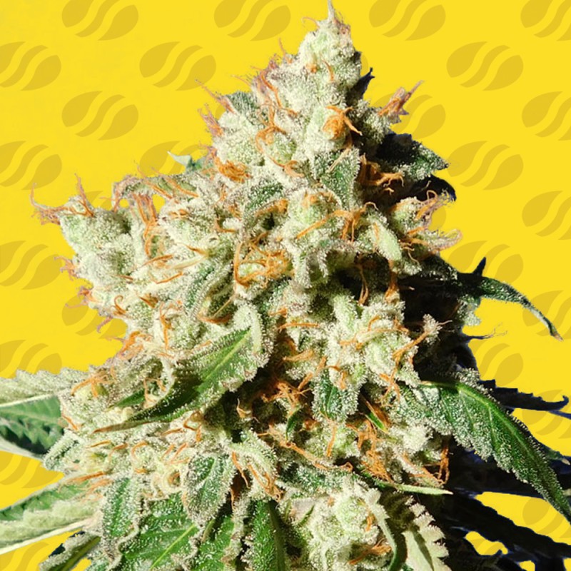 BLUEBERRY COOKIES AUTO · Original Sensible Seeds · kaufen cannabis samen · AutoFem