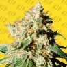 BLUEBERRY COOKIES AUTO · Original Sensible Seeds · semi di canapa · AutoFem