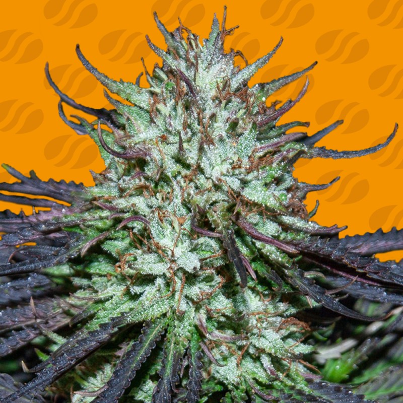 BLUEBERRY GHOST OG · Original Sensible Seeds · sementes de maconha · Fem