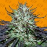 BLUEBERRY GHOST OG · Original Sensible Seeds · sementes de maconha · Fem