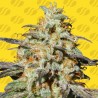 BISCOTTI AUTO · Original Sensible Seeds · semi di canapa · AutoFem