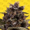 BLACK DOG AUTO · Original Sensible Seeds · kenevir tohum · Disi · AutoFem