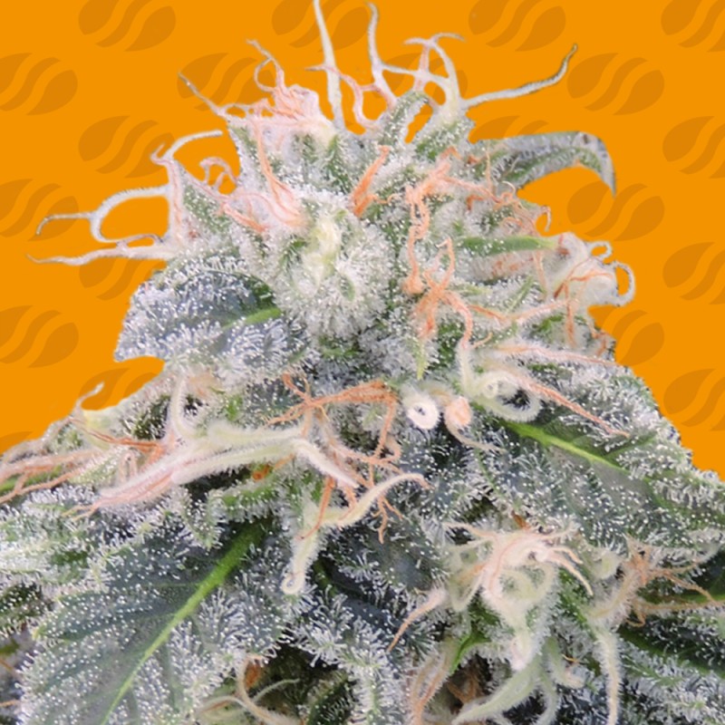 BLACK GHOST OG · Original Sensible Seeds · kenevir tohum · Disi · Fem