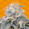 BLACK GHOST OG · Original Sensible Seeds · sementes de maconha · Fem