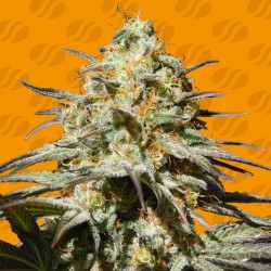 BLACK ORCHID · Original Sensible Seeds · kaufen cannabis samen · Fem