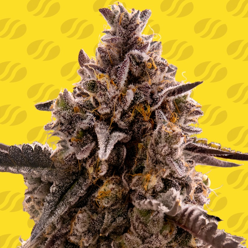 BLACK ORCHID AUTO · Original Sensible Seeds · kaufen cannabis samen · AutoFem