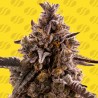 BLACK ORCHID AUTO · Original Sensible Seeds · cannabis seeds · AutoFem
