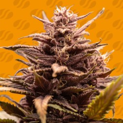 BLACKWATER · Original Sensible Seeds · semi di canapa · Fem