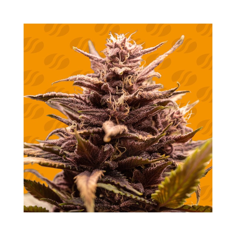 BLACKWATER · Original Sensible Seeds · cannabis seeds · Fem