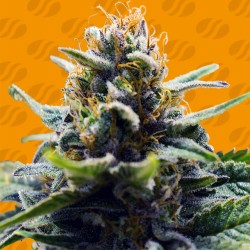 BLUE ZUSHI · Original Sensible Seeds · kaufen cannabis samen · Fem