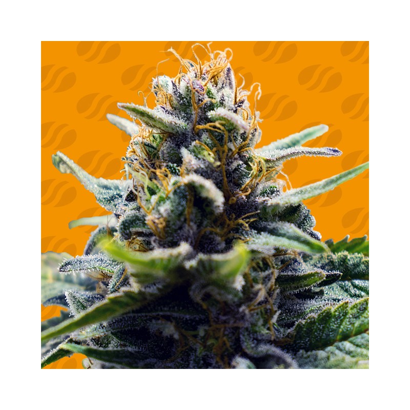 BLUE ZUSHI · Original Sensible Seeds · semi di canapa · Fem