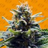 BLUE ZUSHI · Original Sensible Seeds · semi di canapa · Fem