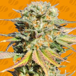 BRUCE BANNER 3 · Original Sensible Seeds · semi di canapa · Fem
