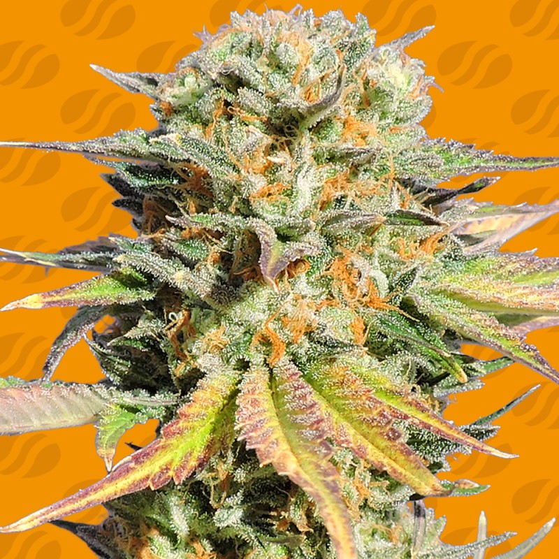 BRUCE BANNER 3 · Original Sensible Seeds · semi di canapa · Fem
