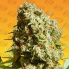 BRUCE BANNER 3 FAST· Original Sensible Seeds · kaufen cannabis samen · Fem