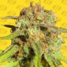 BRUCE BANNER 3 AUTO · Original Sensible Seeds · semi di canapa · AutoFem