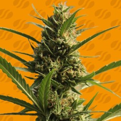 CANNABOOM CBD+ · Original Sensible Seeds · semi di canapa · Fem