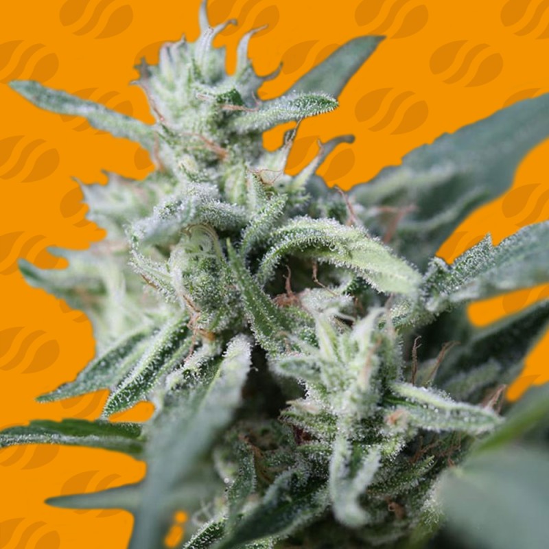 CANNAFUEL CBD+ · Original Sensible Seeds · cannabis seeds · Fem