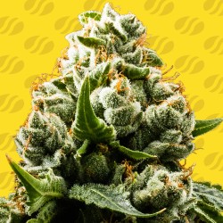 DO-SI-DOS AUTO · Original Sensible Seeds · sementes de maconha · AutoFem