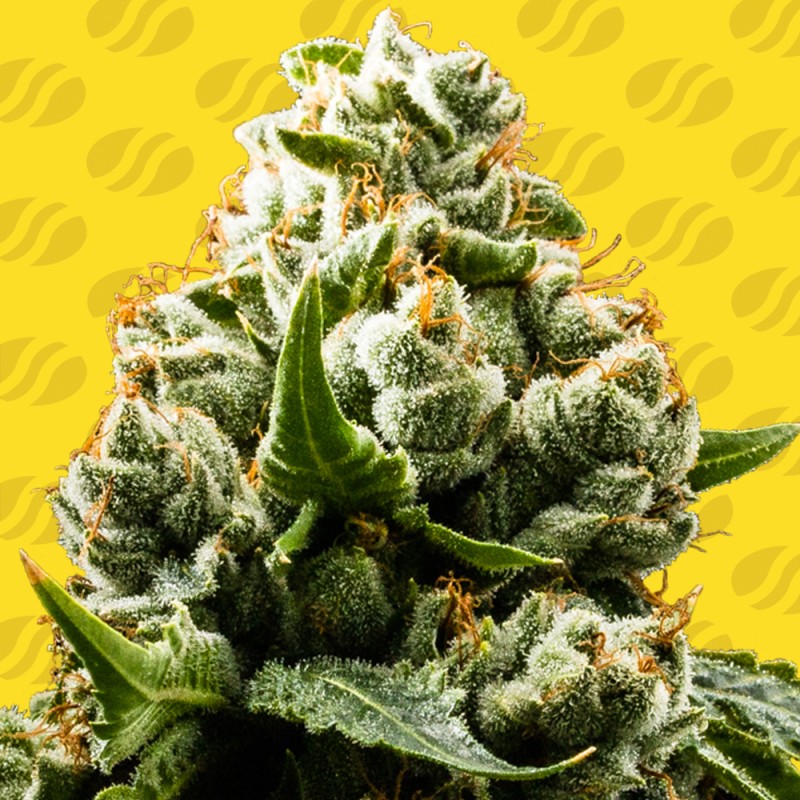 DO-SI-DOS AUTO · Original Sensible Seeds · semi di canapa · AutoFem