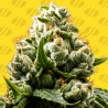 DO-SI-DOS AUTO · Original Sensible Seeds · semi di canapa · AutoFem