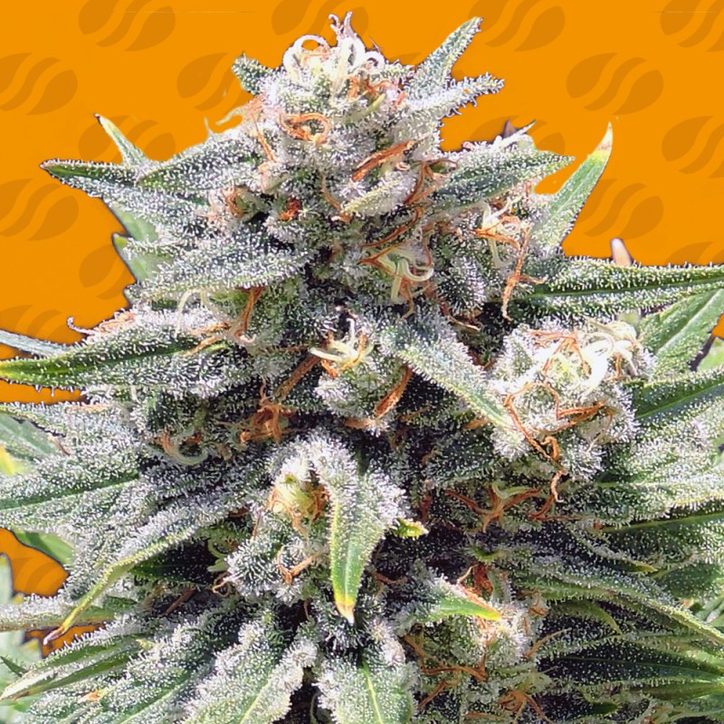 CHEESE XXL · Original Sensible Seeds · semi di canapa · Fem