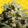 CHERRY ALIEN AUTO · Original Sensible Seeds · sementes de maconha · AutoFem