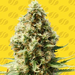 FROSTED GUAVA AUTO · Original Sensible Seeds · kaufen cannabis samen · AutoFem