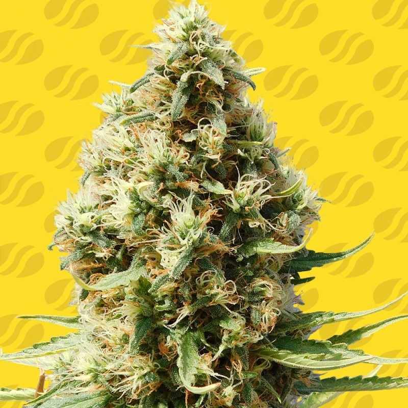 FROSTED GUAVA AUTO · Original Sensible Seeds · semi di canapa · AutoFem