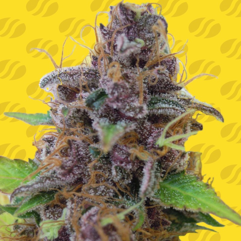 GELATO AUTO · Original Sensible Seeds · sementes de maconha · AutoFem