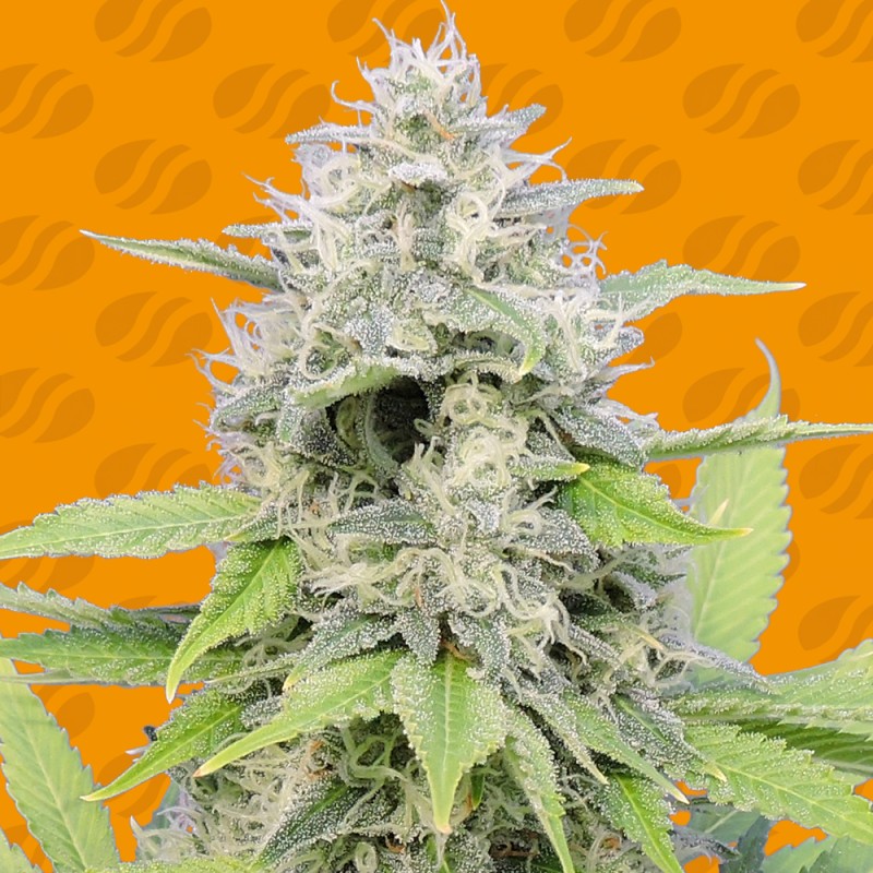 GORILLA Z · Original Sensible Seeds · kaufen cannabis samen · Fem
