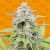 GORILLA Z · Original Sensible Seeds · semi di canapa · Fem