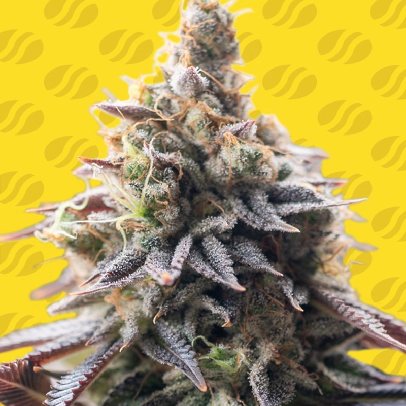 GRAPE SODA AUTO · Original Sensible Seeds · cannabis seeds · AutoFem