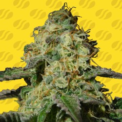 JEALOUSY AUTO · Original Sensible Seeds · semi di canapa · AutoFem