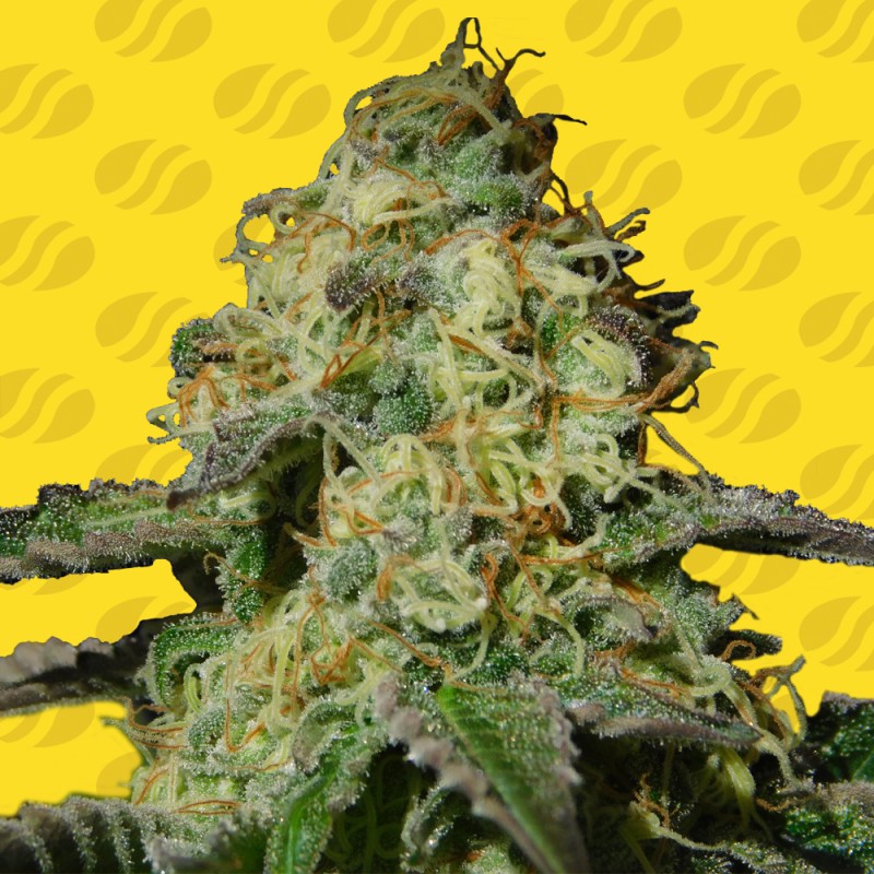 JEALOUSY AUTO · Original Sensible Seeds · semi di canapa · AutoFem