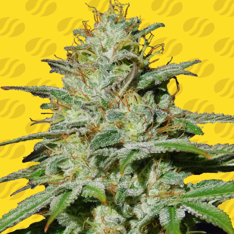 JUNGLE LAVA AUTO · Original Sensible Seeds · semi di canapa · AutoFem