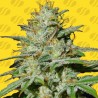 JUNGLE LAVA AUTO · Original Sensible Seeds · semi di canapa · AutoFem