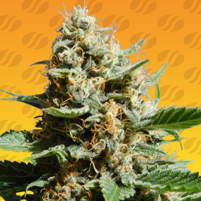 KUSH MINTZ FAST · Original Sensible Seeds · kenevir tohum · Disi · Fem