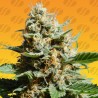 KUSH MINTZ FAST · Original Sensible Seeds · sementes de maconha · Fem