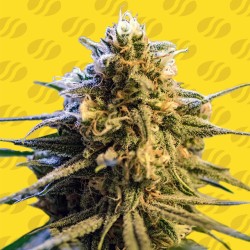 LEMON OASIS AUTO · Original Sensible Seeds · cannabis seeds · AutoFem