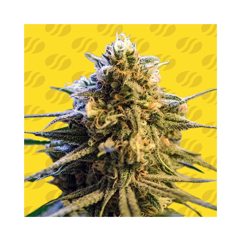 LEMON OASIS AUTO · Original Sensible Seeds · cannabis seeds · AutoFem