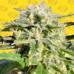 LEMONBERRY HAZE AUTO · Original Sensible Seeds · semi di canapa · AutoFem