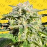 LEMONBERRY HAZE AUTO · Original Sensible Seeds · kaufen cannabis samen · AutoFem