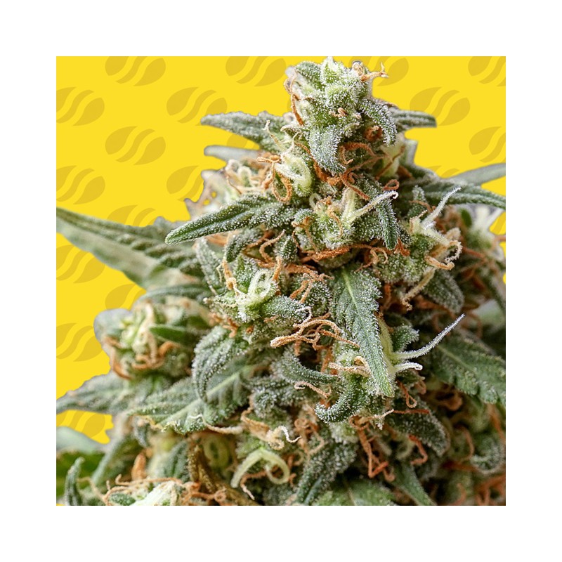 OG EDDY LEPP AUTO · Original Sensible Seeds · cannabis seeds · AutoFem