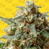 OG EDDY LEPP AUTO · Original Sensible Seeds · sementes de maconha · AutoFem