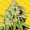 ORANGE DIESEL AUTO · Original Sensible Seeds · sementes de maconha · AutoFem