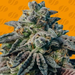PEANUT BUTTER OGKB · Original Sensible Seeds · cannabis seeds · Fem