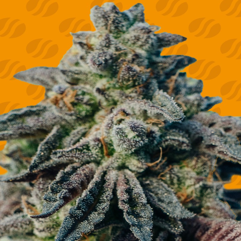PEANUT BUTTER OGKB · Original Sensible Seeds · sementes de maconha · Fem